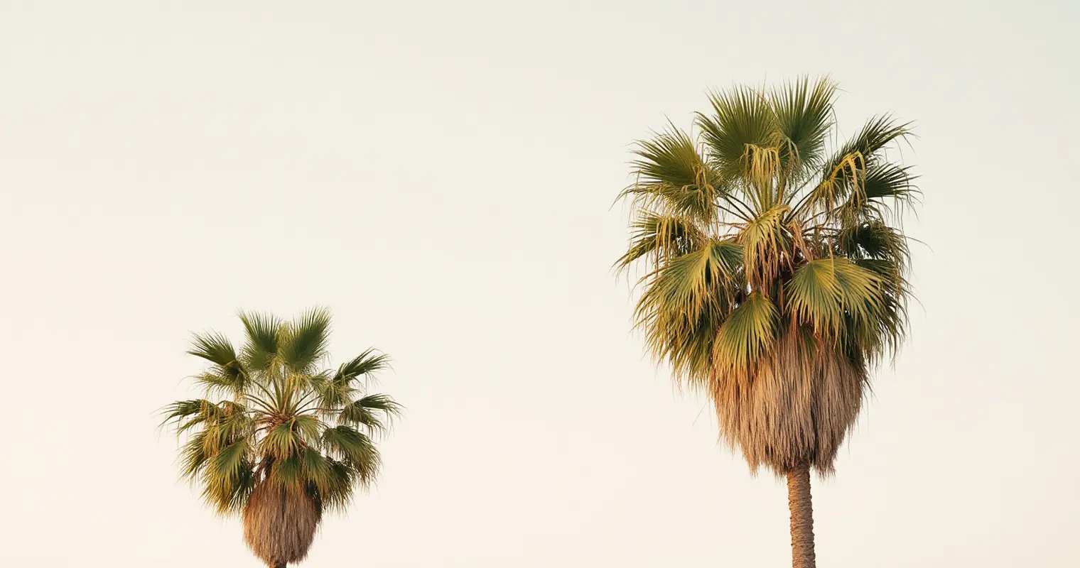 Tall palms against a pale sky
